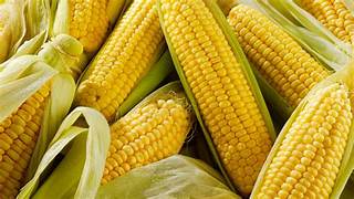 Corn Cultivation