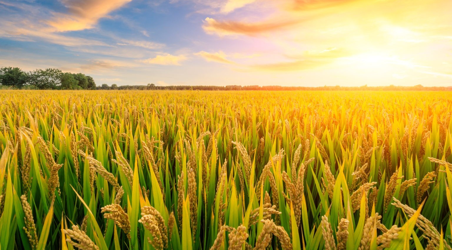 Rice Farming