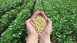 Soybean Cultivation