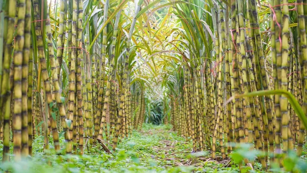 Sugarcane Farming