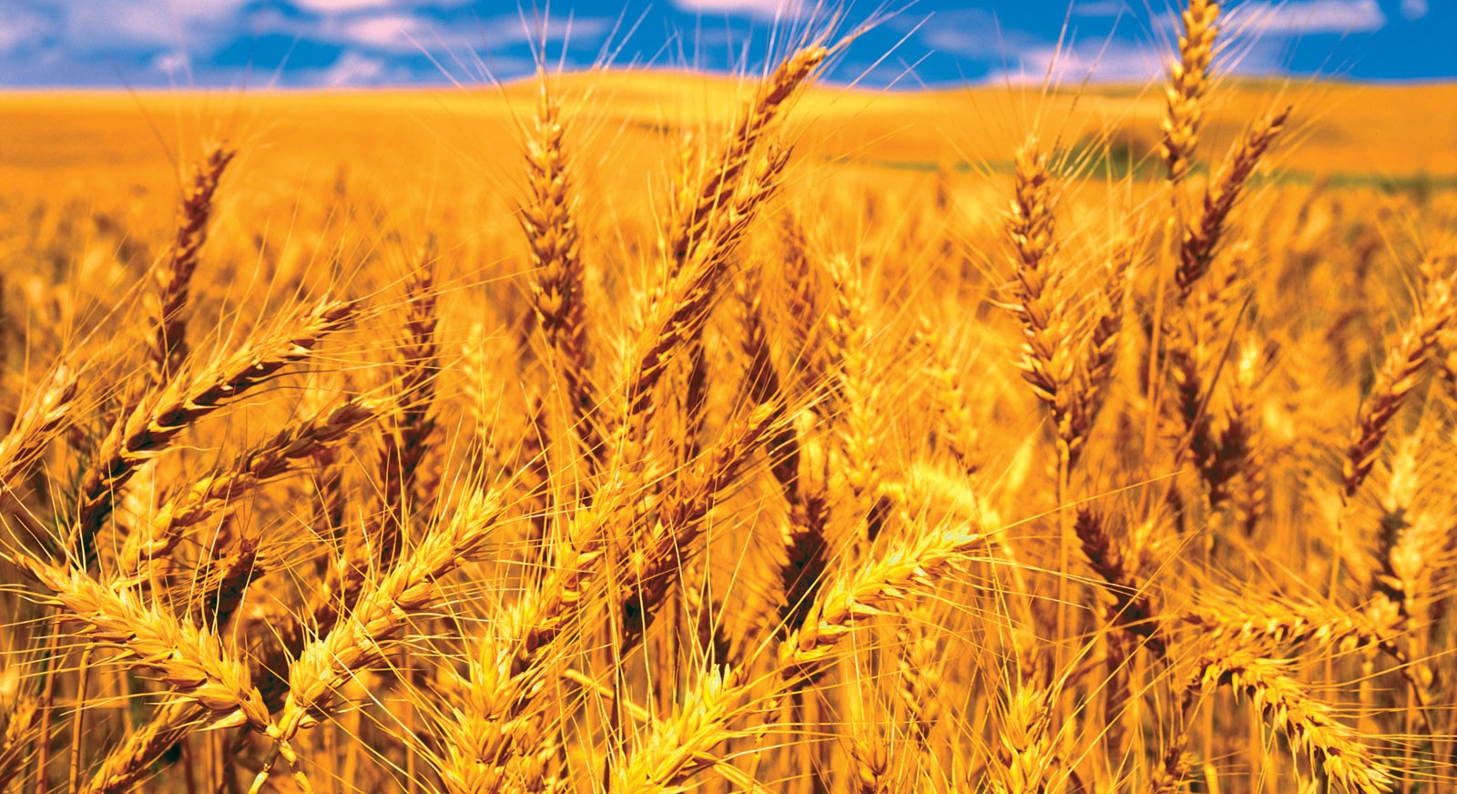 Wheat Cultivation